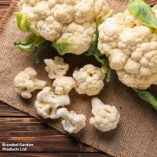 Suttons Cartesio Cauliflower F1 Seeds
