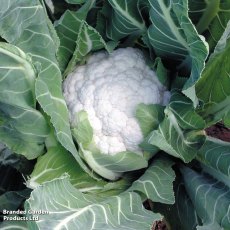 Suttons Jamaica Cauliflower F1 Seeds