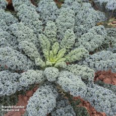 Suttons Eden Kale F1 Seeds