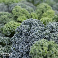 Suttons Oldenbor Kale F1 Seeds