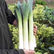 Suttons Kicker Leek F1 Seeds