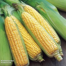 Suttons Ruby Gem Sweetcorn F1 Seeds