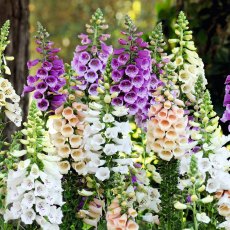 Suttons Beneficial Pollination Flower Seeds