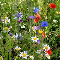 Suttons Garden Easy Annuals Seeds