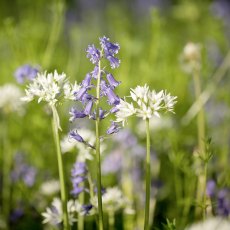Suttons Woodland Shade Wildflower Mix Seeds