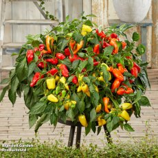 Suttons Sweet Peppers From Heaven Trio F1 Seeds