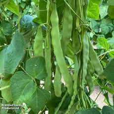 Suttons Hacienda Climbing Bean Seeds