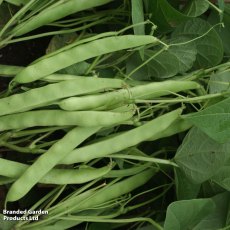 Suttons Mendoza Dwarf Bean Seeds