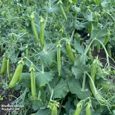Suttons Armadillo Snap Pea Seeds