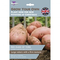 Taylor's Bulbs Duke Of York Seed Potatoes 10 Pack