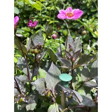 Tildenet Cane Caps 6 Pack