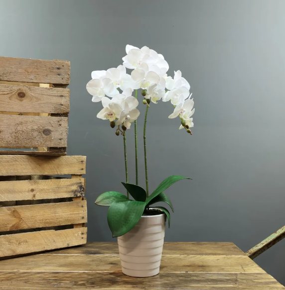 Apac Phalaenopsis 3 Stem Orchid In Pot 54cm