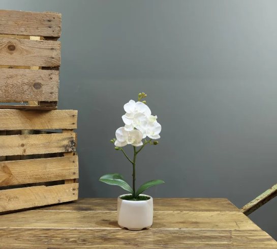 Apac Phanaenopsis 1 Stem Orchid In Pot 32cm