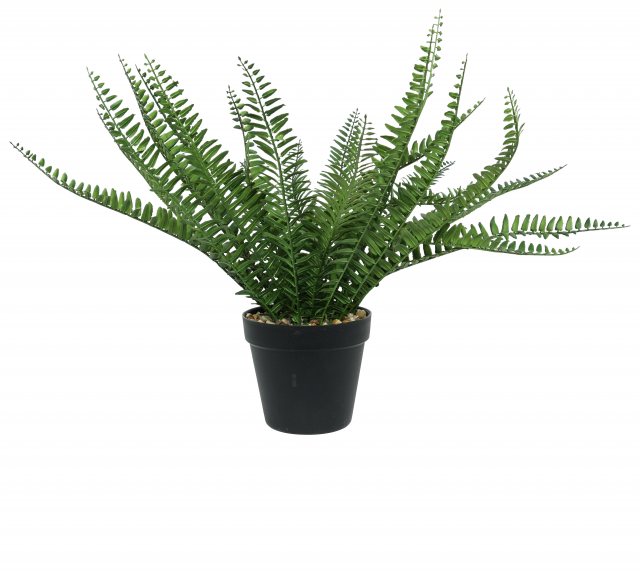 Apac Potted Botanica Fern 44cm