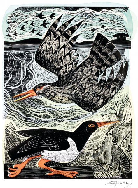 Angela Harding Redshank & Oystercatch Card