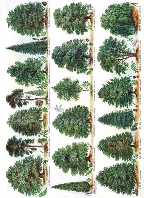 Museums & Galleries Our British Forest Trees Card