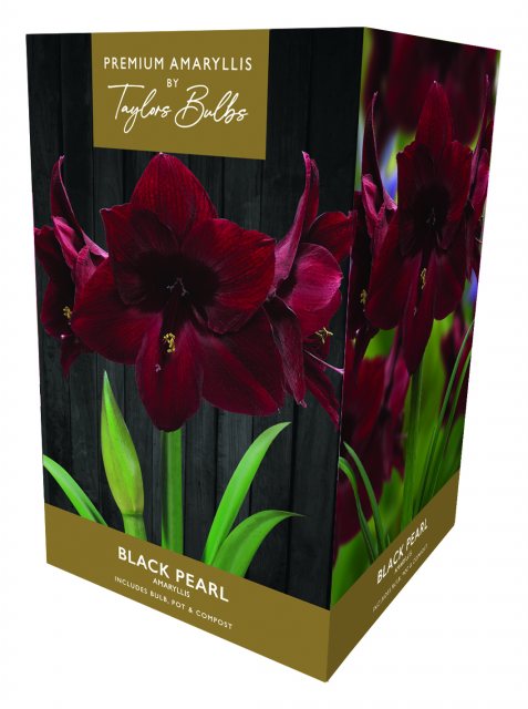 Taylors Bulbs Taylor's Bulbs Premium Amaryllis Black Pearl Bulb Gift Pack