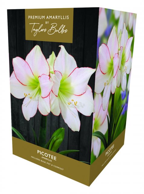 Taylors Bulbs Taylors Bulbs Amaryllis Picotee