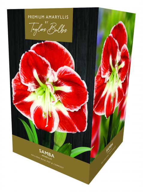 Taylors Bulbs Taylor's Bulbs Premium Amaryllis Samba Bulb Gift Pack