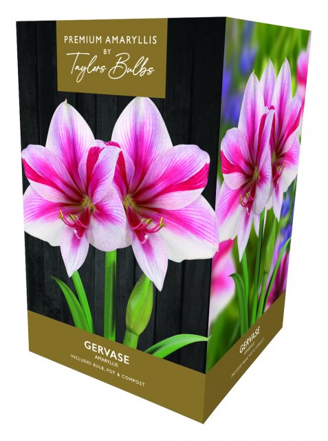 Taylors Bulbs Taylor's Bulbs Premium Amaryllis Gervase Bulb Gift Pack