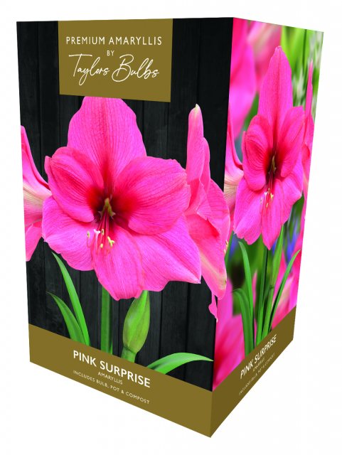 Taylors Bulbs Taylors Bulbs Amaryllis Pink Surprise