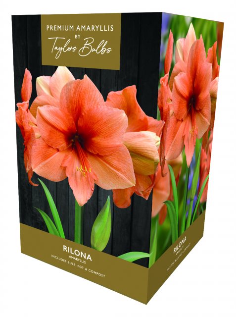 Taylors Bulbs Taylor's Bulbs Premium Amaryllis Rilona Bulb Gift Pack