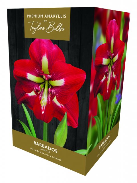 Taylors Bulbs Taylor's Bulbs Premium Amaryllis Barbados Bulb Gift Pack