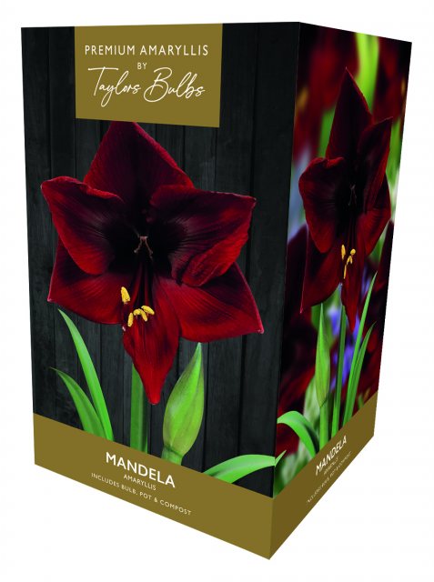 Taylors Bulbs Taylor's Bulbs Premium Amaryllis Mandela Bulb Gift Pack