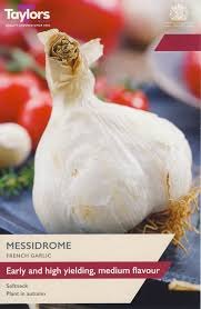 Taylors Bulbs Taylor's Bulbs Messidrome French Garlic Bulbs
