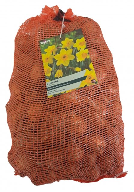 Taylors Bulbs Taylor's Bulbs Narcissus Fortune Bulbs 5kg