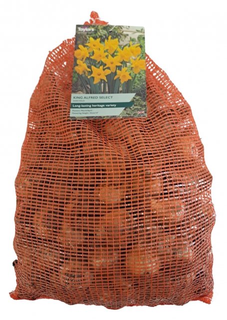 Taylors Bulbs Taylor's Bulbs King Alfred Narcissus Bulbs 5kg
