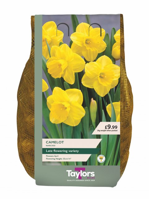 Taylors Bulbs Taylors Bulbs Narcissus Camelot 2kg