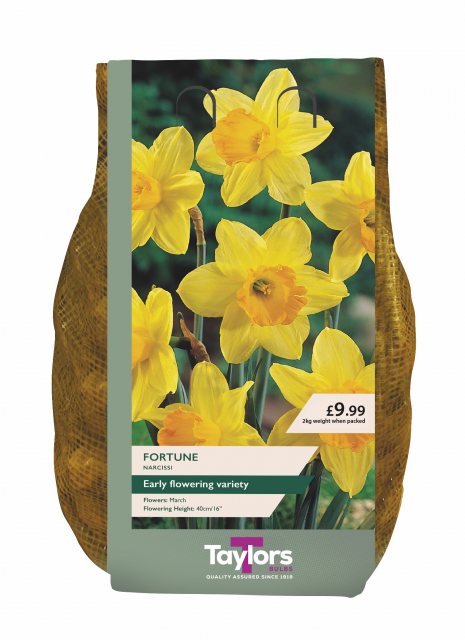 Taylors Bulbs Taylor's Bulbs Fortune Narcissi Bulbs 2kg
