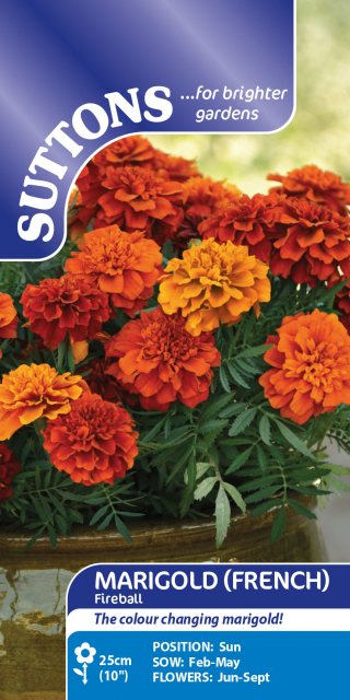 SUTTONS Suttons Fireball French Marigold Seeds
