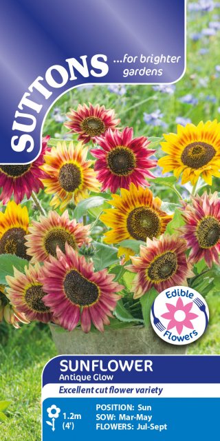 SUTTONS Suttons Antique Glow Sunflower Seeds