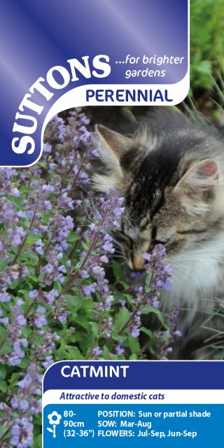 SUTTONS Suttons Catmint Seeds