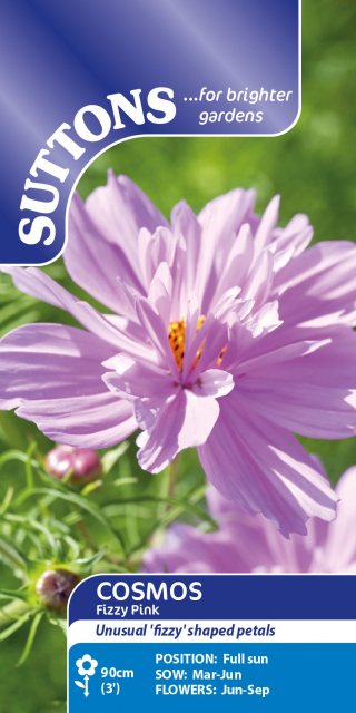 SUTTONS Suttons Fizzy Pink Cosmos Seeds