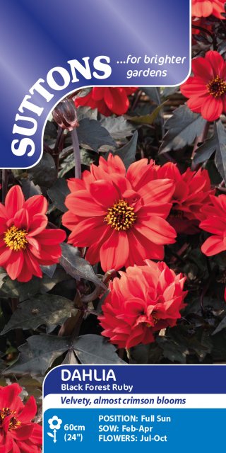 SUTTONS Suttons Black Forest Ruby Dahlia Seeds