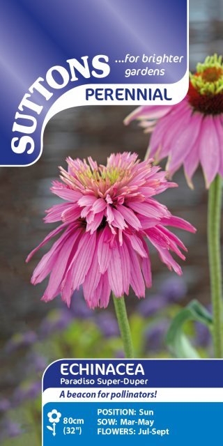 SUTTONS Suttons Echinacea Paradiso Super-Duper Seeds
