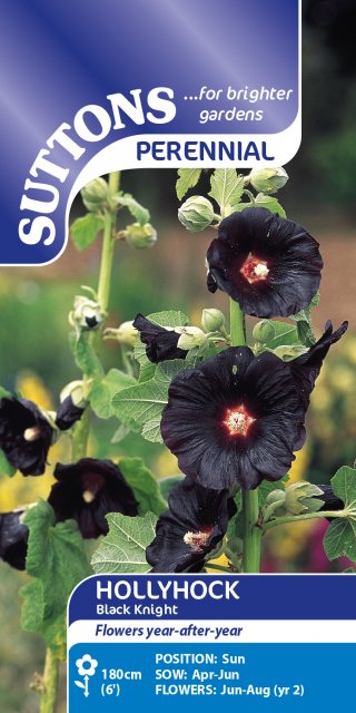 SUTTONS Suttons Hollyhock Black Knight Seeds