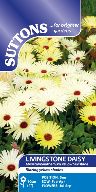 SUTTONS Suttons Livingstone Daisy Mesembryanthemum Yellow Sunshine Seeds