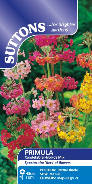 SUTTONS Suttons Primula Candelabra Hybrid Seed Mix