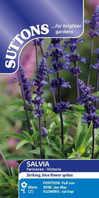 SUTTONS Suttons Farinacea Victoria Salvia Seeds