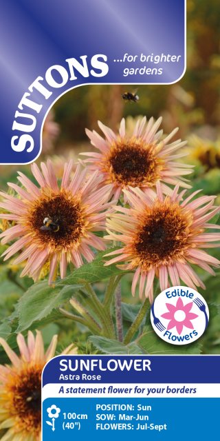 SUTTONS Suttons Astra Rose Sunflower Seeds
