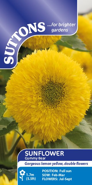 SUTTONS Suttons Gummy Bear Sunflower Seeds
