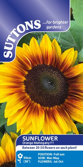 SUTTONS Suttons Orange Mahogany Sunflower F1 Seeds