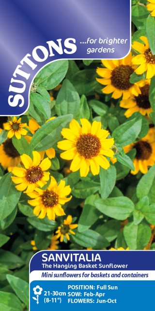 SUTTONS Suttons Sanvitalia Basket Sunflower Seeds