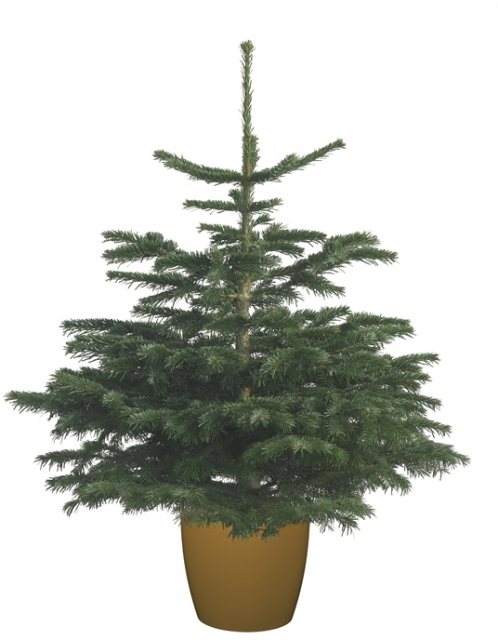Potted Nordman Fir Christmas Tree 7.5L