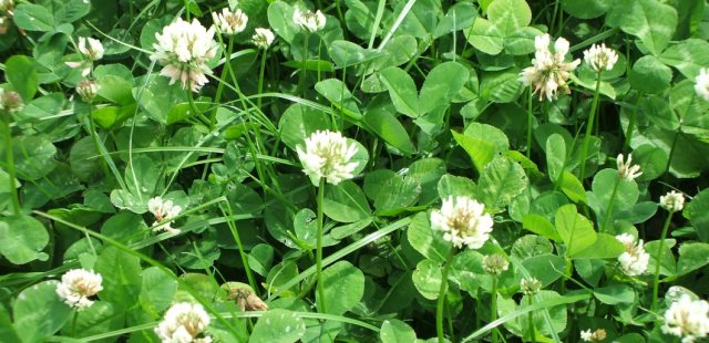 Dual-Purpose White Clover