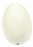 China Nest Egg